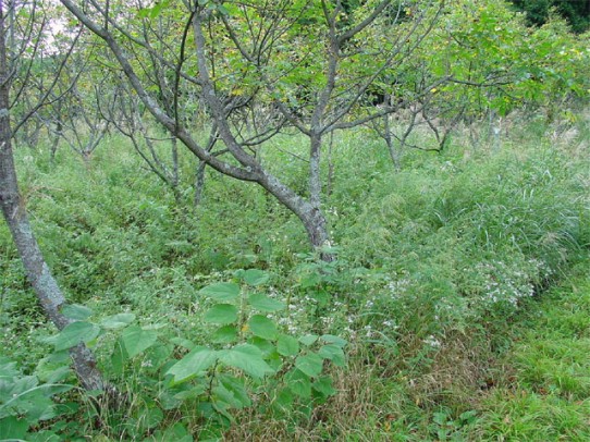  /></p>
<p>順調な生育を見せる箇所と、何度植栽を試みても生長できない箇所が見られる。風当たりも少なく、日当たりは良と思われるのであるが？</p>
<p>数年前に順調な生育を見せた木からは、漆液を採取したが、幹が2本あるいは3本に分かれたり、まっすぐに伸びないものも多い。</p>

<hr class=